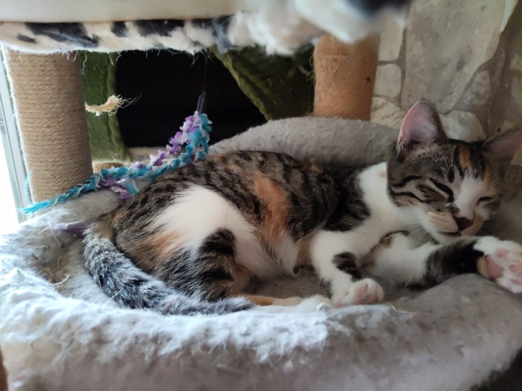 BLUE BELLE - Chat à adopter