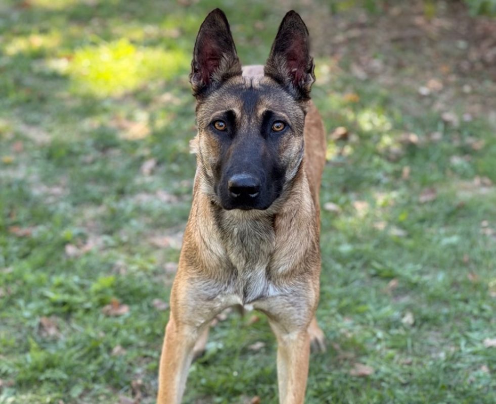 Nami - Chien Berger Belge Malinois à adopter