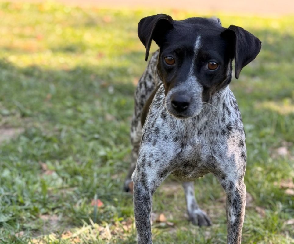 Plume - Chien à adopter