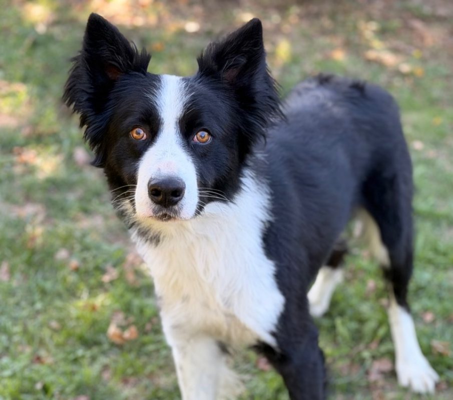 Drago - Chien Border Collie à adopter
