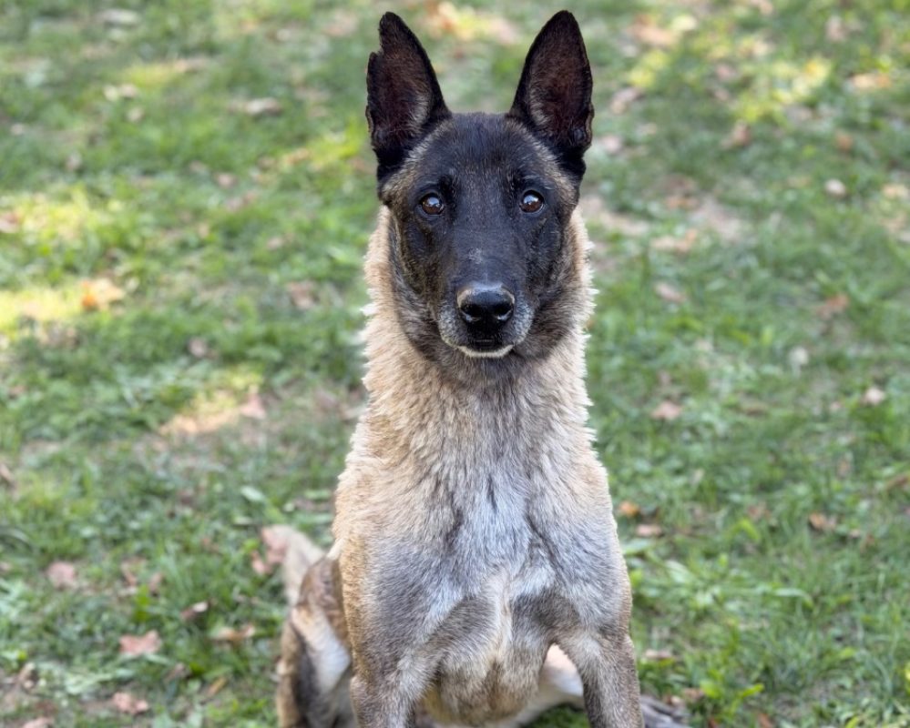 Laya - Chien Berger Belge Malinois à adopter