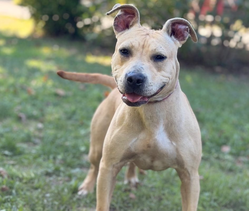 Bulle - Chien à adopter