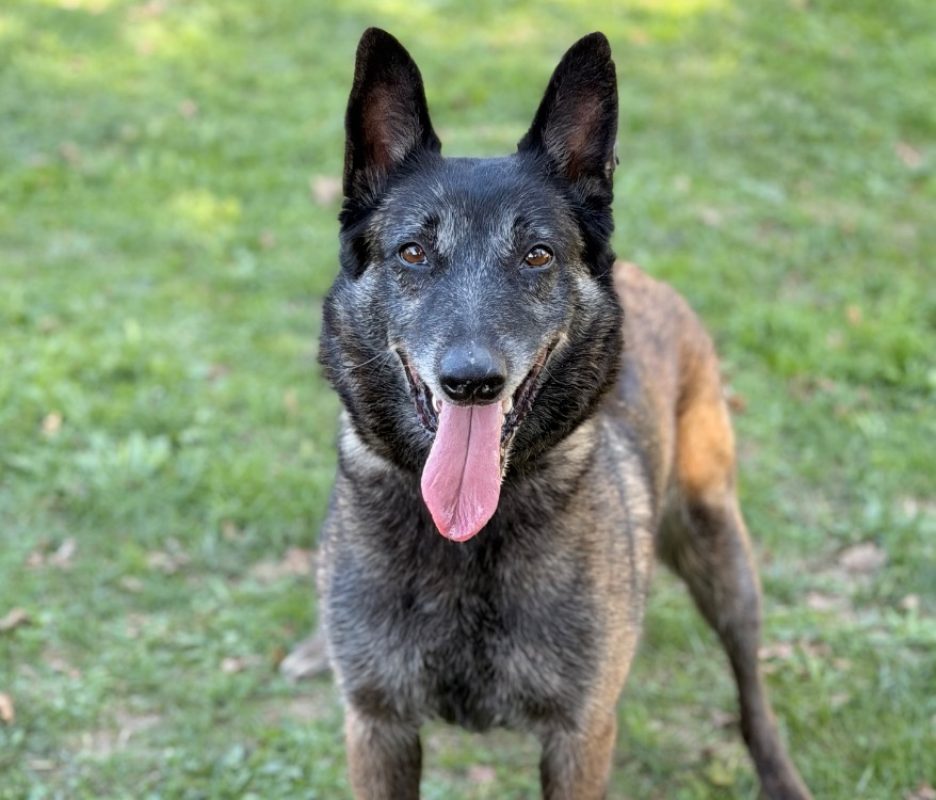 Rexy - Chien Berger Belge Malinois à adopter