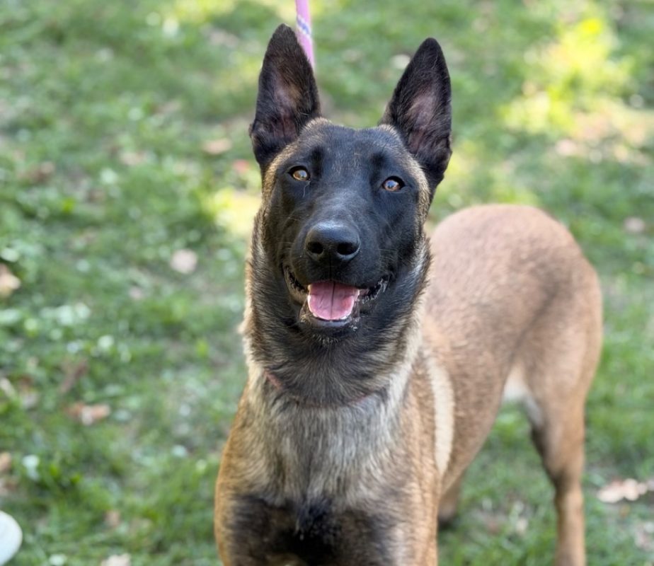 Becca - Chien Berger Belge Malinois à adopter