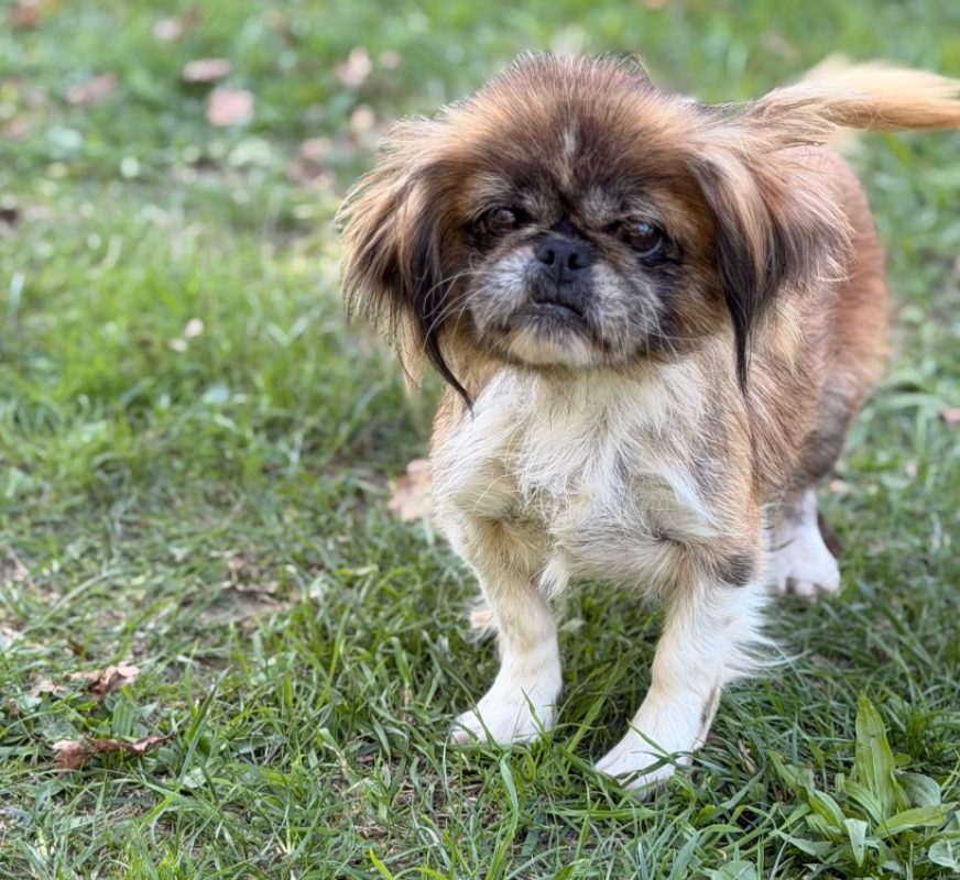 Bibou - Chien à adopter