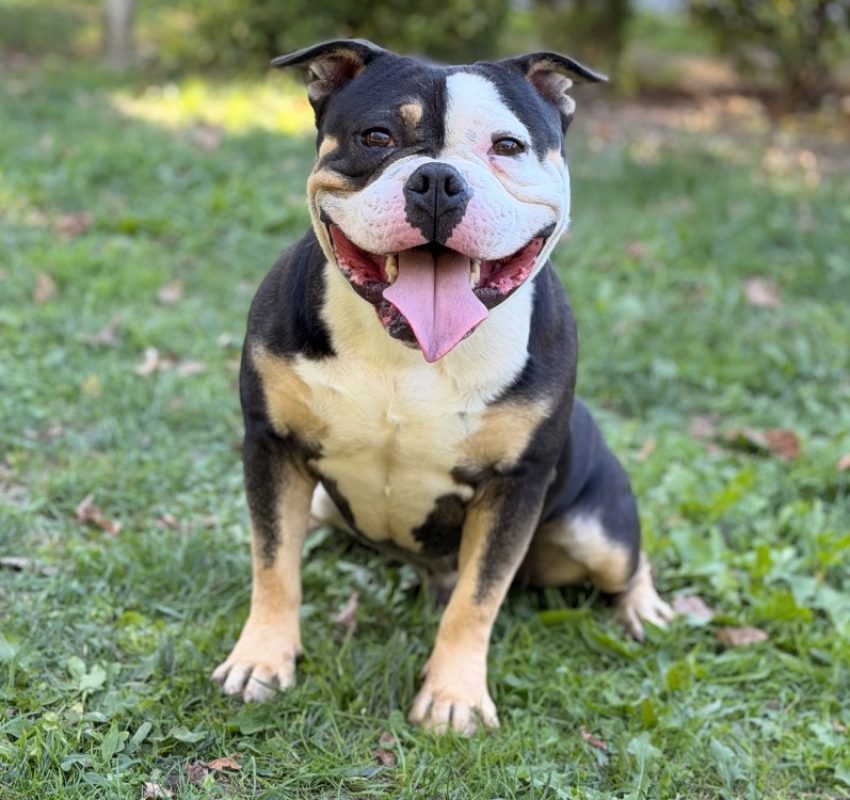 Buster - Chien à adopter