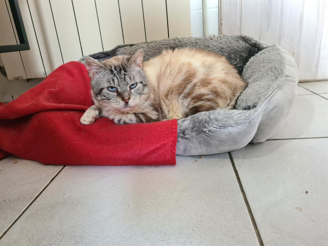 Madmartigan - Chat Européen à adopter