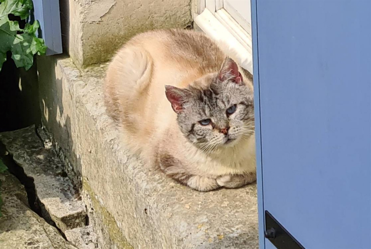 Madmartigan - Chat Européen à adopter - photo 2