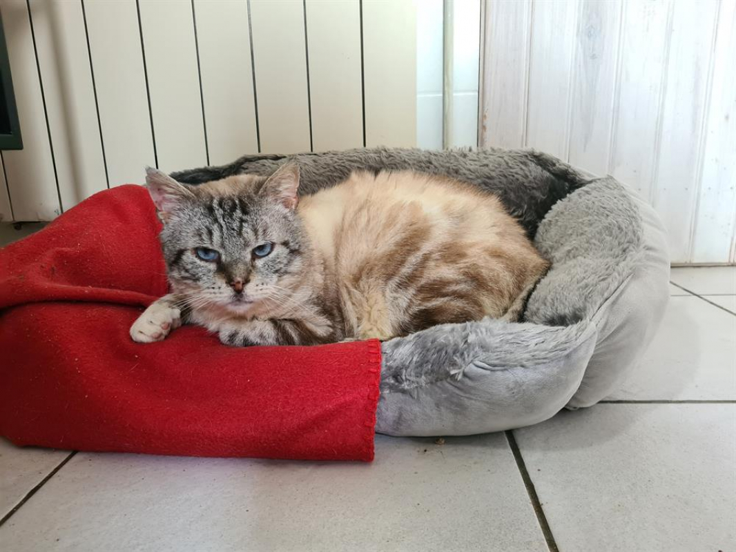 Madmartigan - Chat Européen à adopter - photo 3