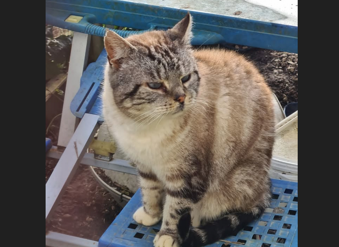 Madmartigan - Chat Européen à adopter - photo 4
