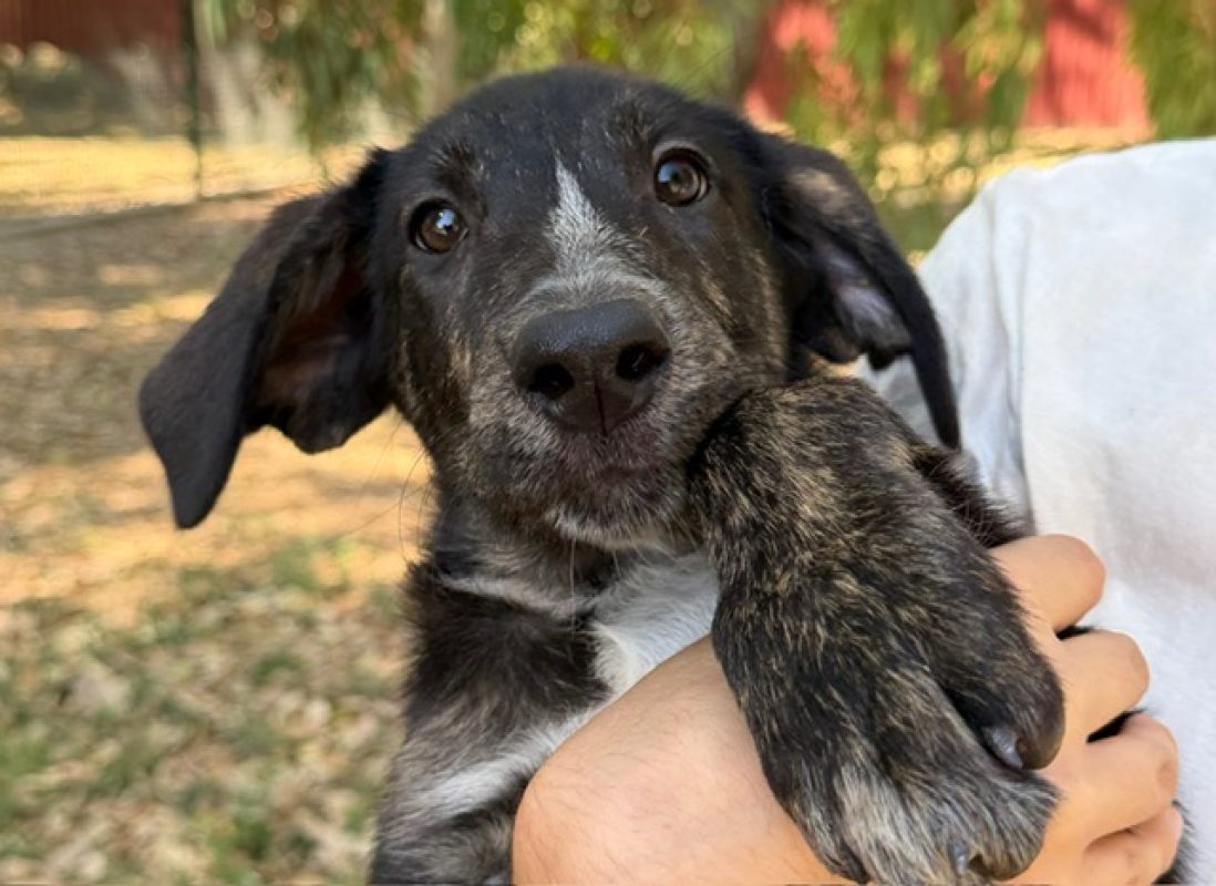 Minerva mcgonagall - Chien à adopter