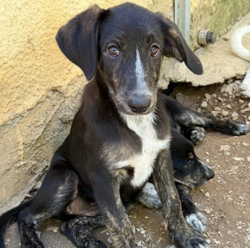 Minerva mcgonagall - Chien à adopter - photo 2