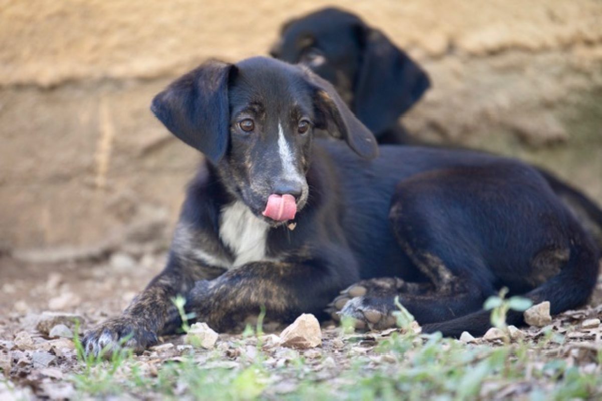 Minerva mcgonagall - Chien à adopter - photo 3