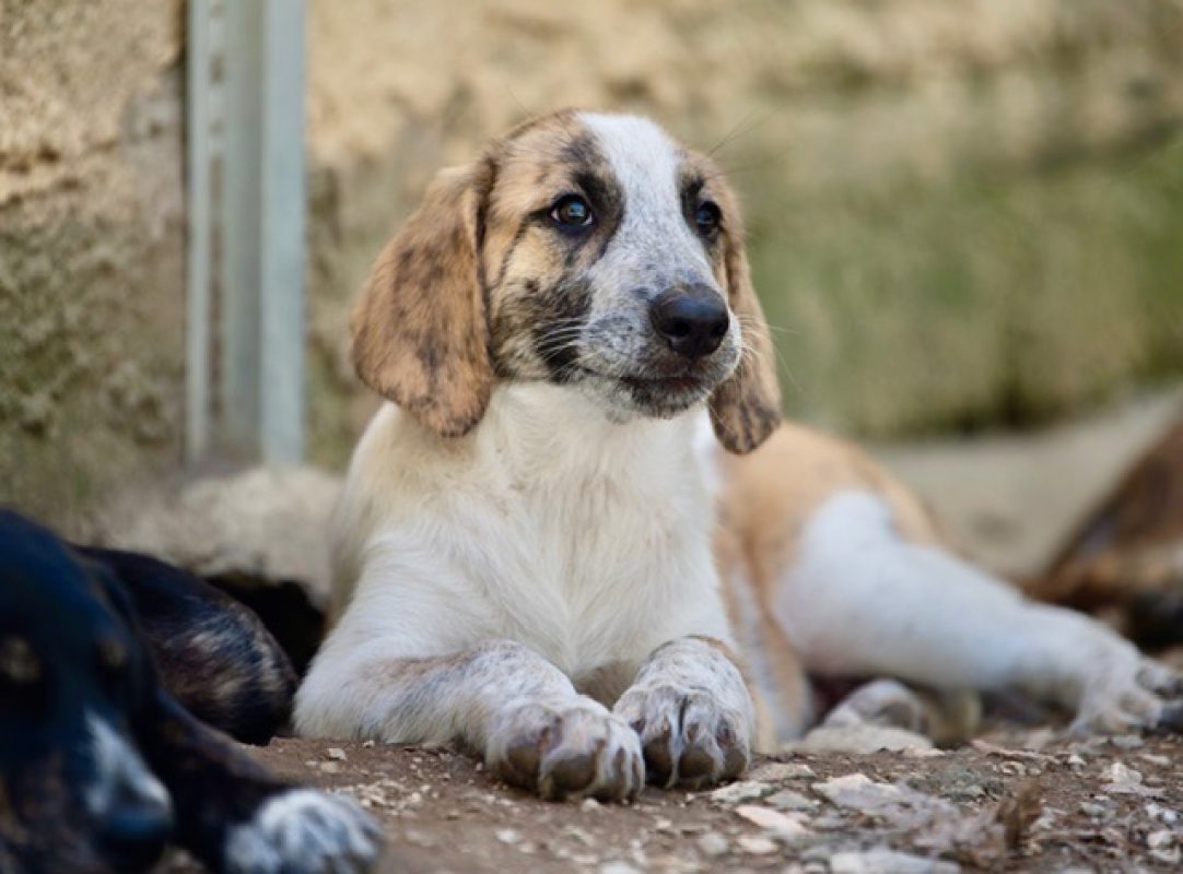 Ginny - Chien à adopter