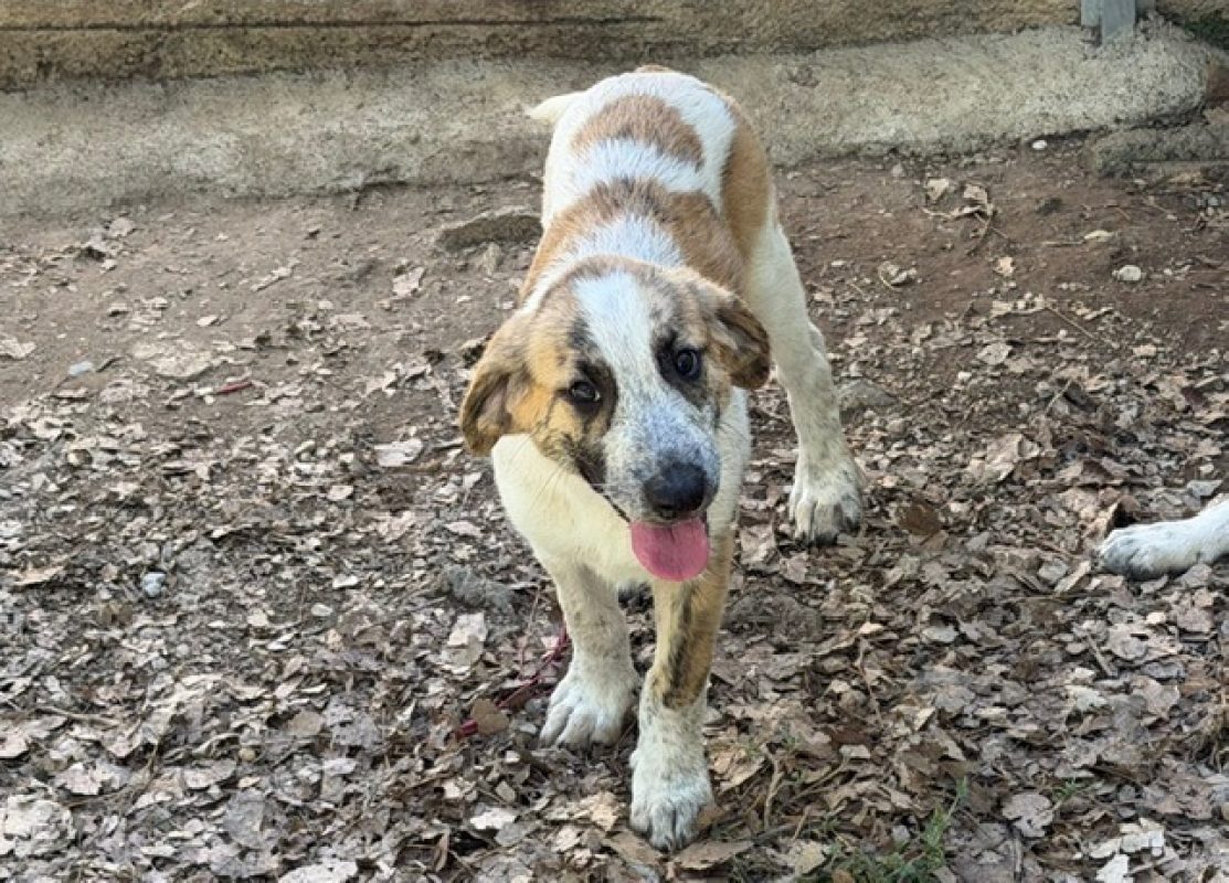 Ginny - Chien à adopter - photo 2