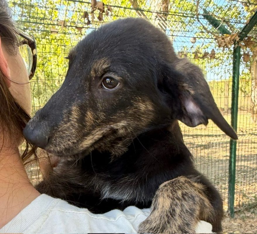 Rogue - Chien à adopter