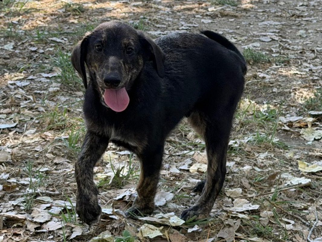 Rogue - Chien à adopter - photo 2