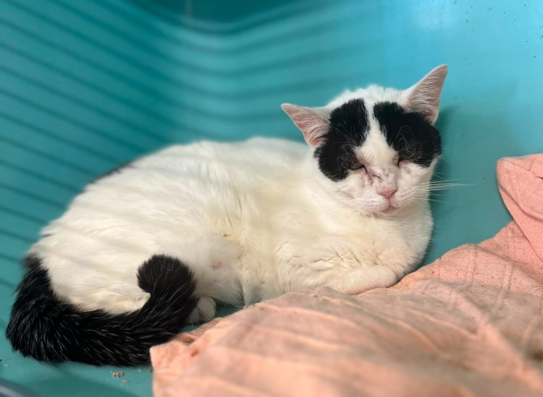 Athena - Chat Européen à adopter