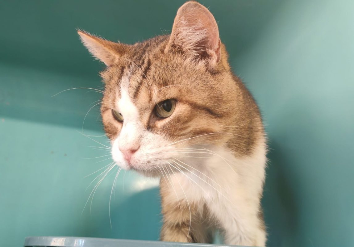 Izgu - Chat Européen à adopter