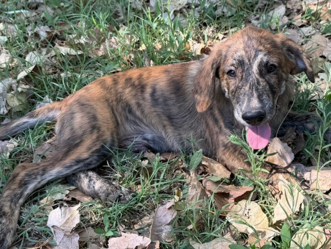 Hagrid - Chien à adopter