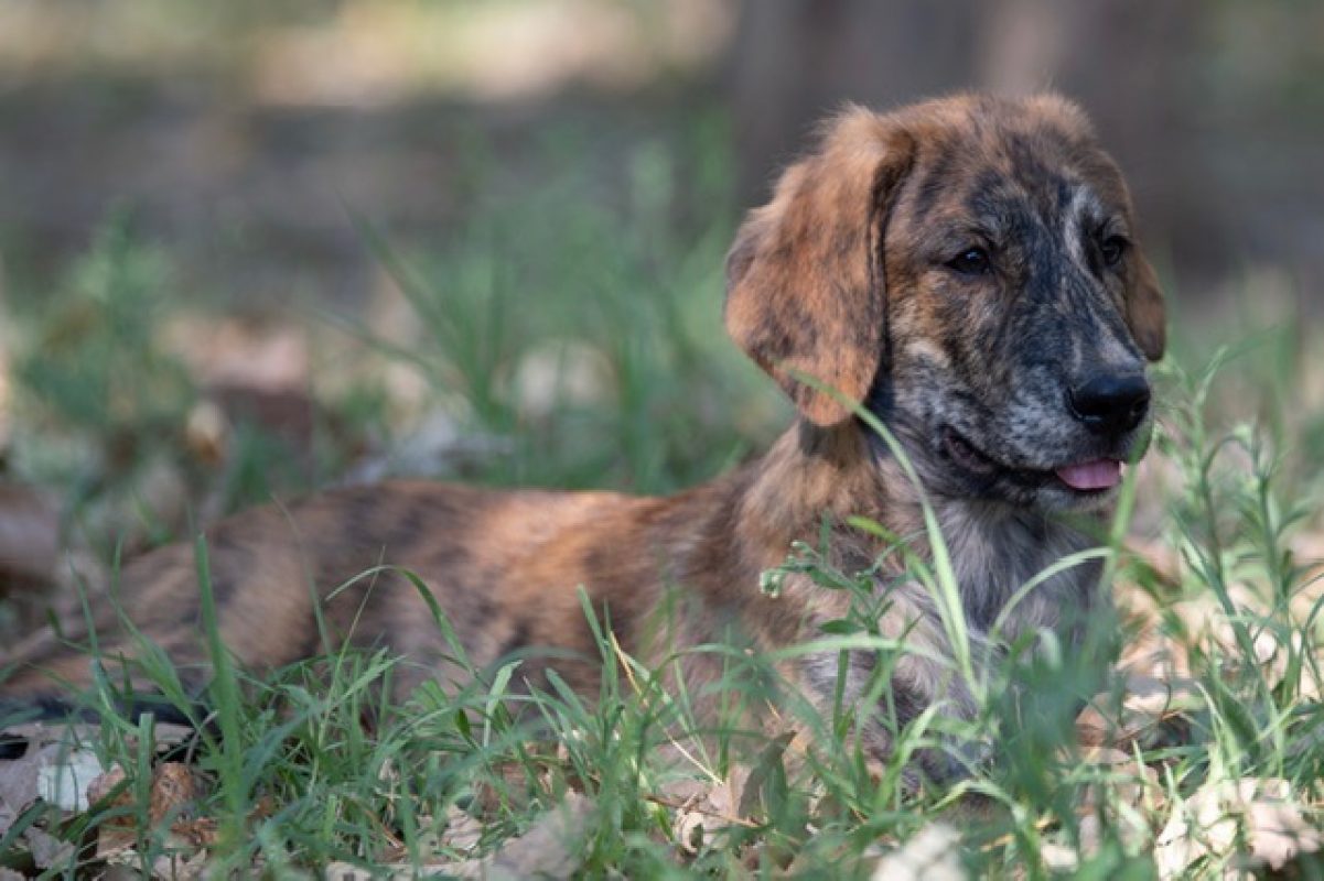 Hagrid - Chien à adopter - photo 2