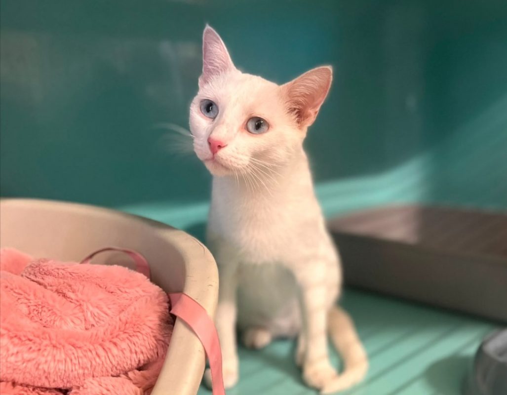 Pamouk - Chat Européen à adopter