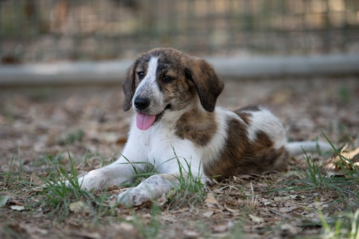 Hermione - Chien à adopter