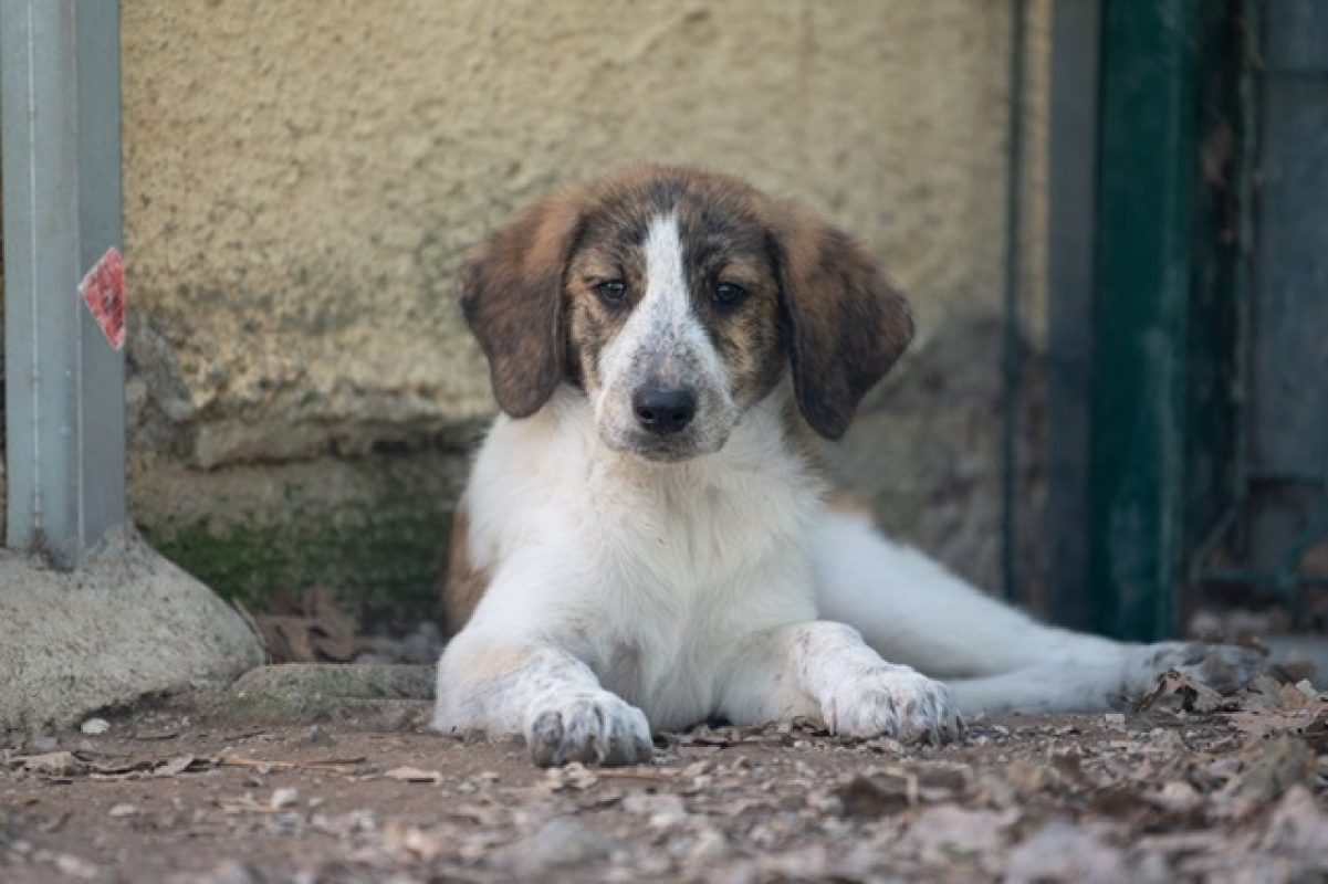 Hermione - Chien à adopter - photo 2