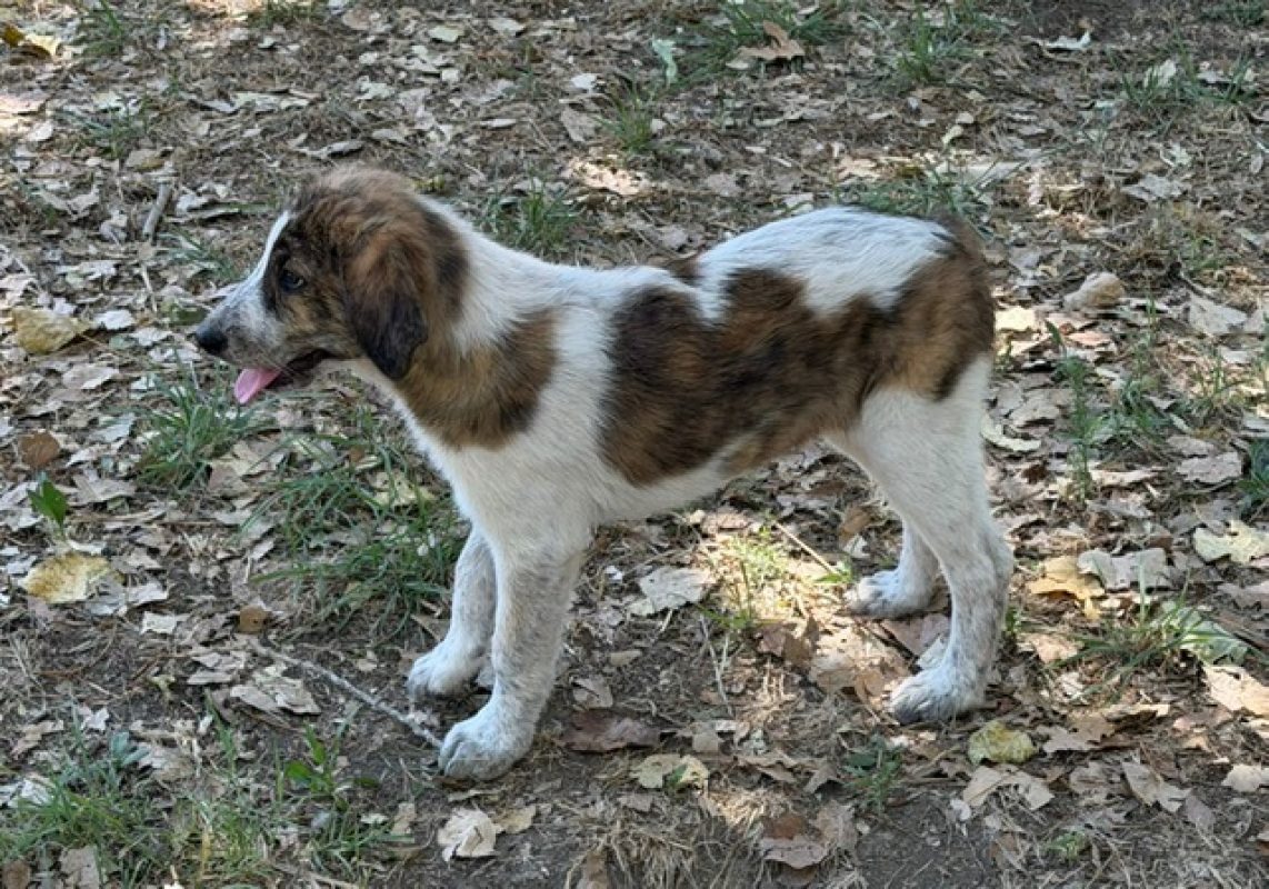Hermione - Chien à adopter - photo 3