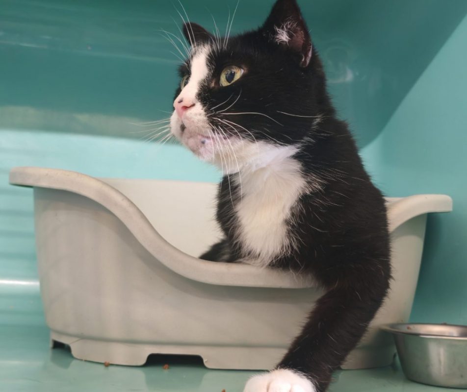 Louis/baloo - Chat Européen à adopter