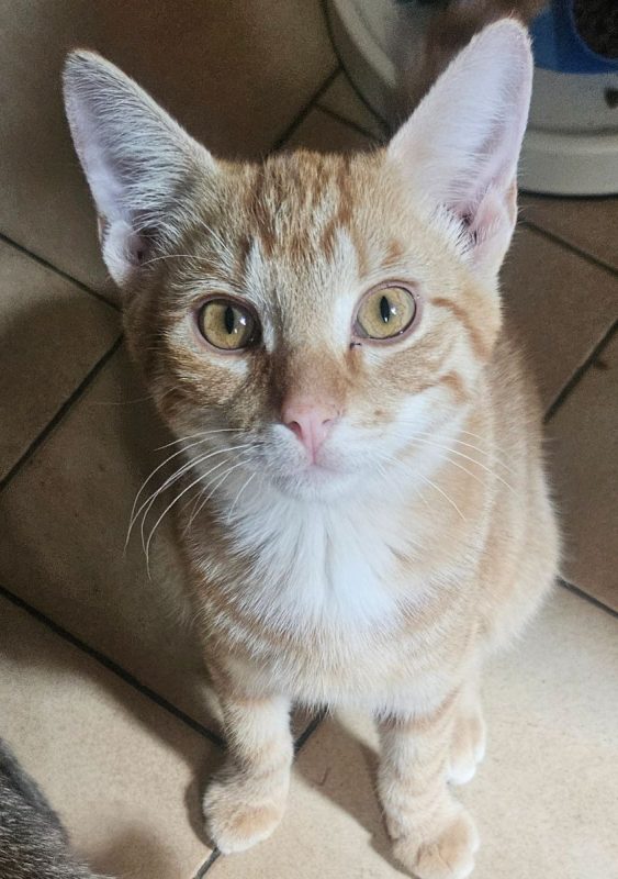 BOLIDE - Chat à adopter