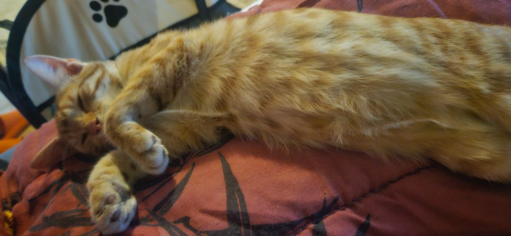 BOLIDE - Chat à adopter - photo 2