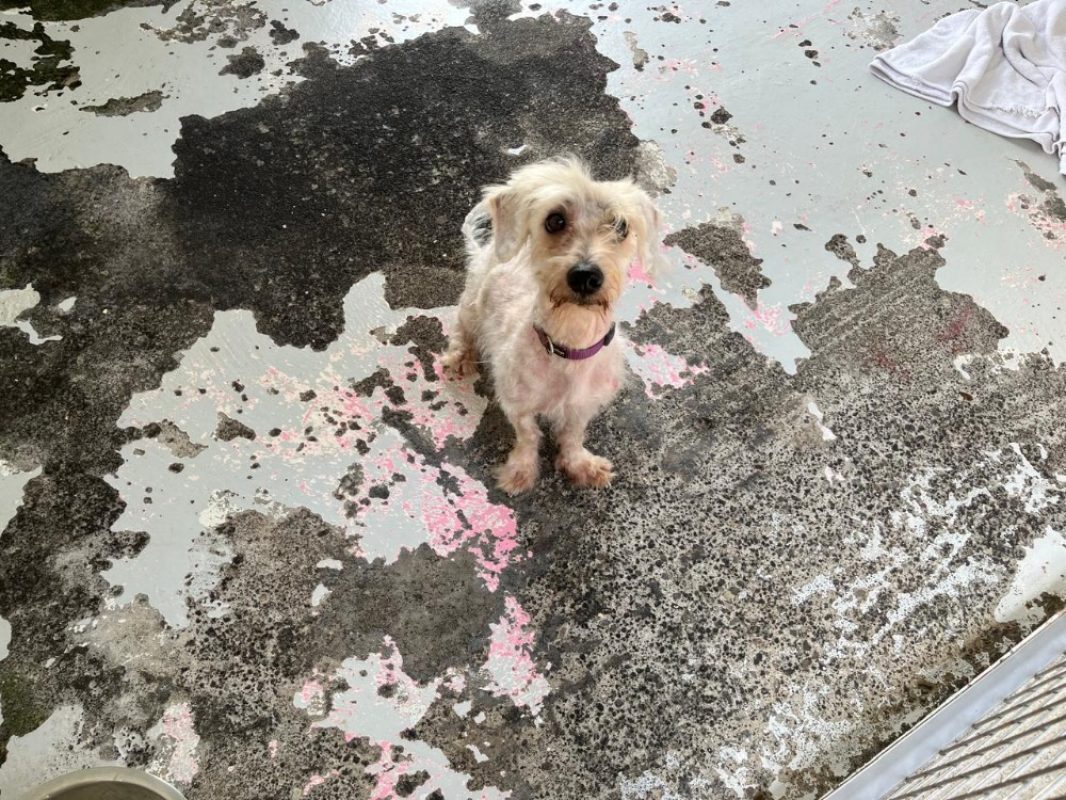 Ghosty - Chien à adopter