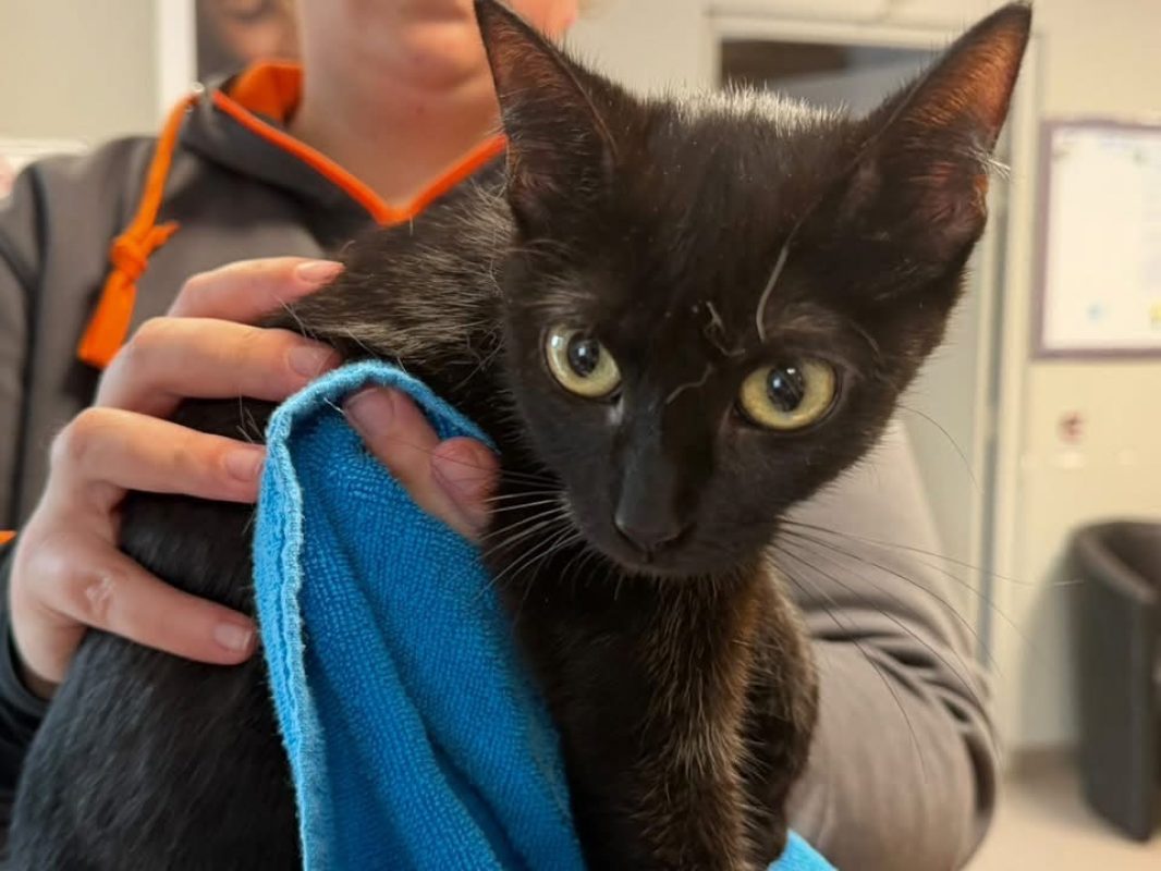 Pearl - Chat Européen à adopter