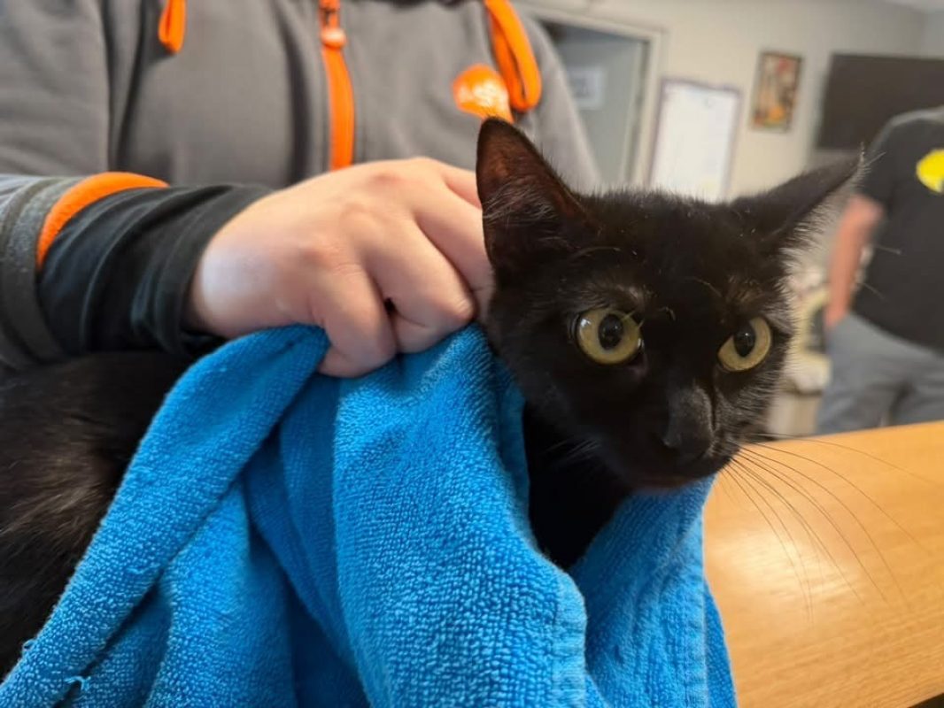 Mystery - Chat Européen à adopter