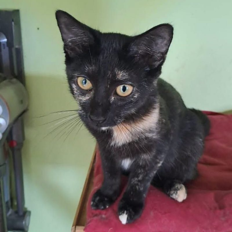 PERLE - Chat Européen à adopter - photo 2