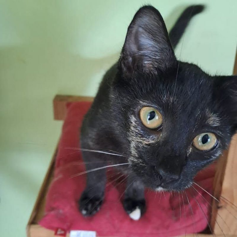 PERLE - Chat Européen à adopter