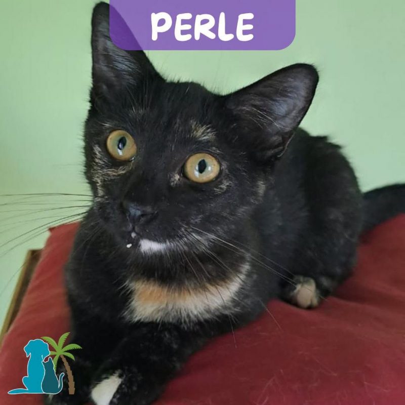 PERLE - Chat Européen à adopter - photo 4