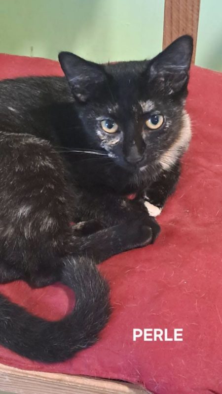 PERLE - Chat Européen à adopter - photo 3