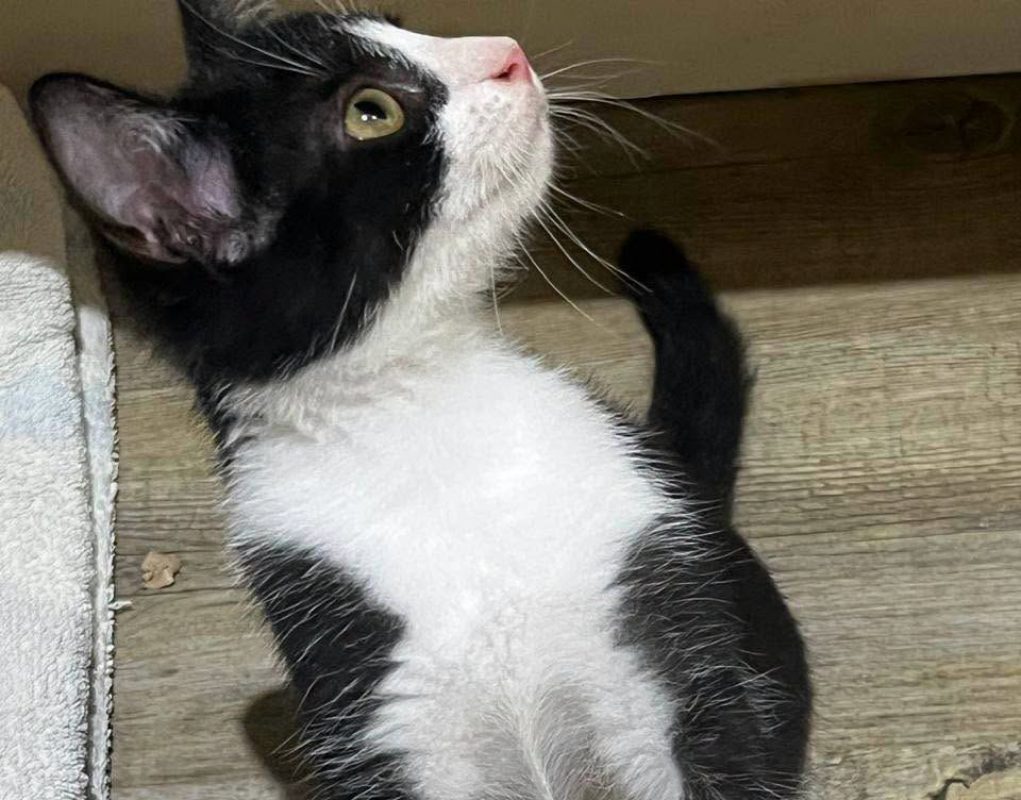 YUKI - Chat Européen à adopter - photo 3