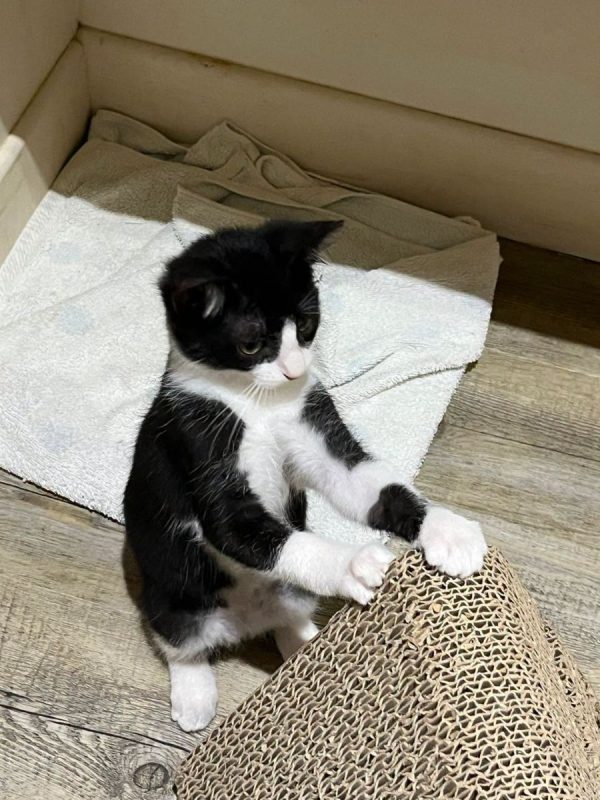 YUKI - Chat Européen à adopter - photo 2