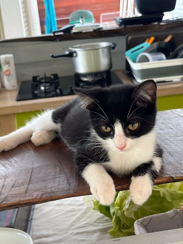 YUKI - Chat Européen à adopter - photo 4