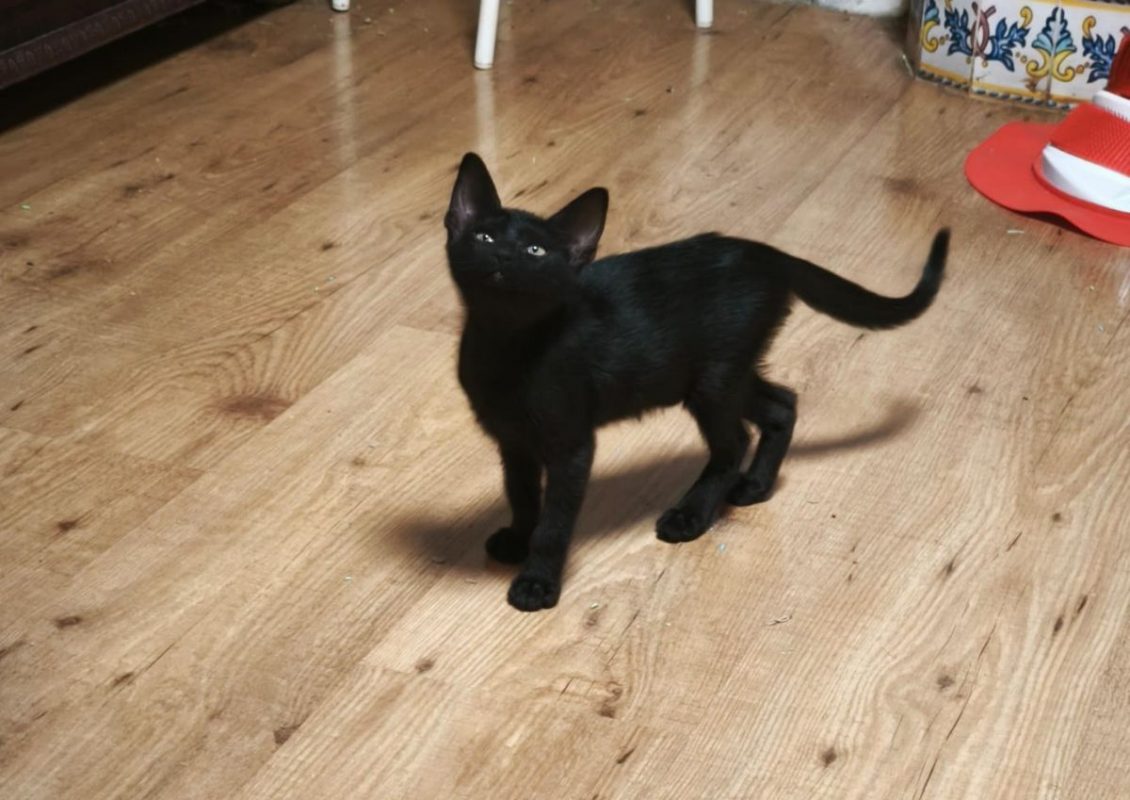 GILDA - Chat à adopter - photo 2
