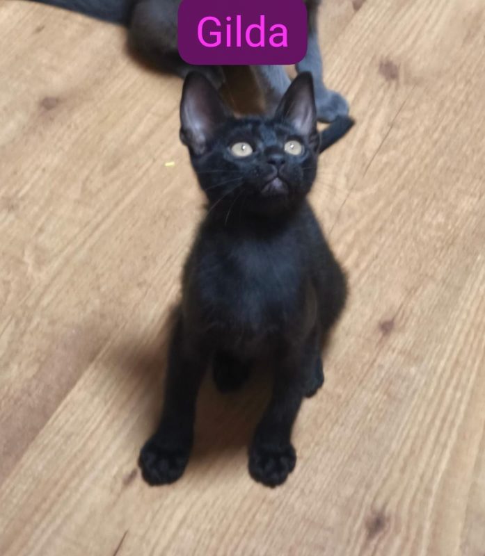 GILDA - Chat à adopter - photo 3
