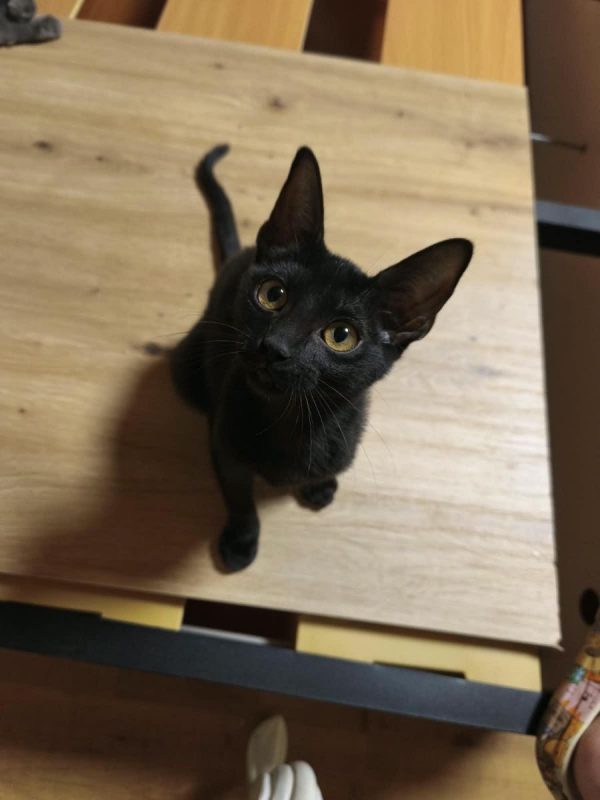 GILDA - Chat à adopter