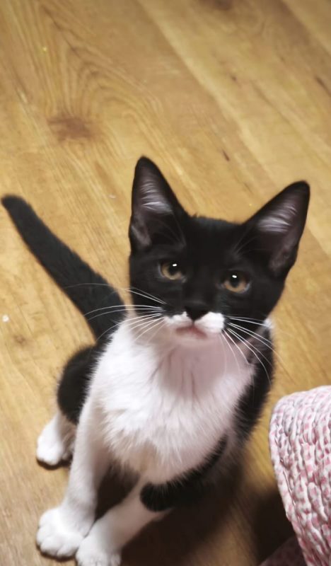 GERO - Chat à adopter