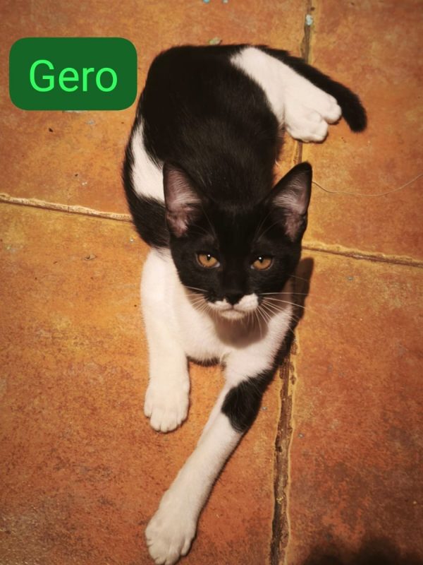 GERO - Chat à adopter - photo 3