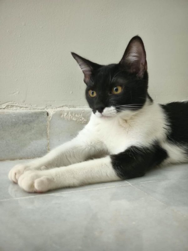 GERO - Chat à adopter - photo 2