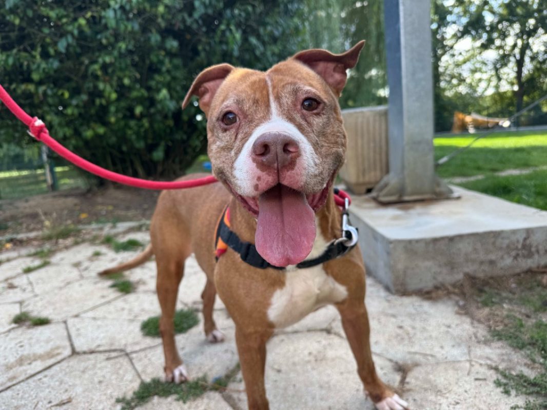 Nayah - Chien à adopter