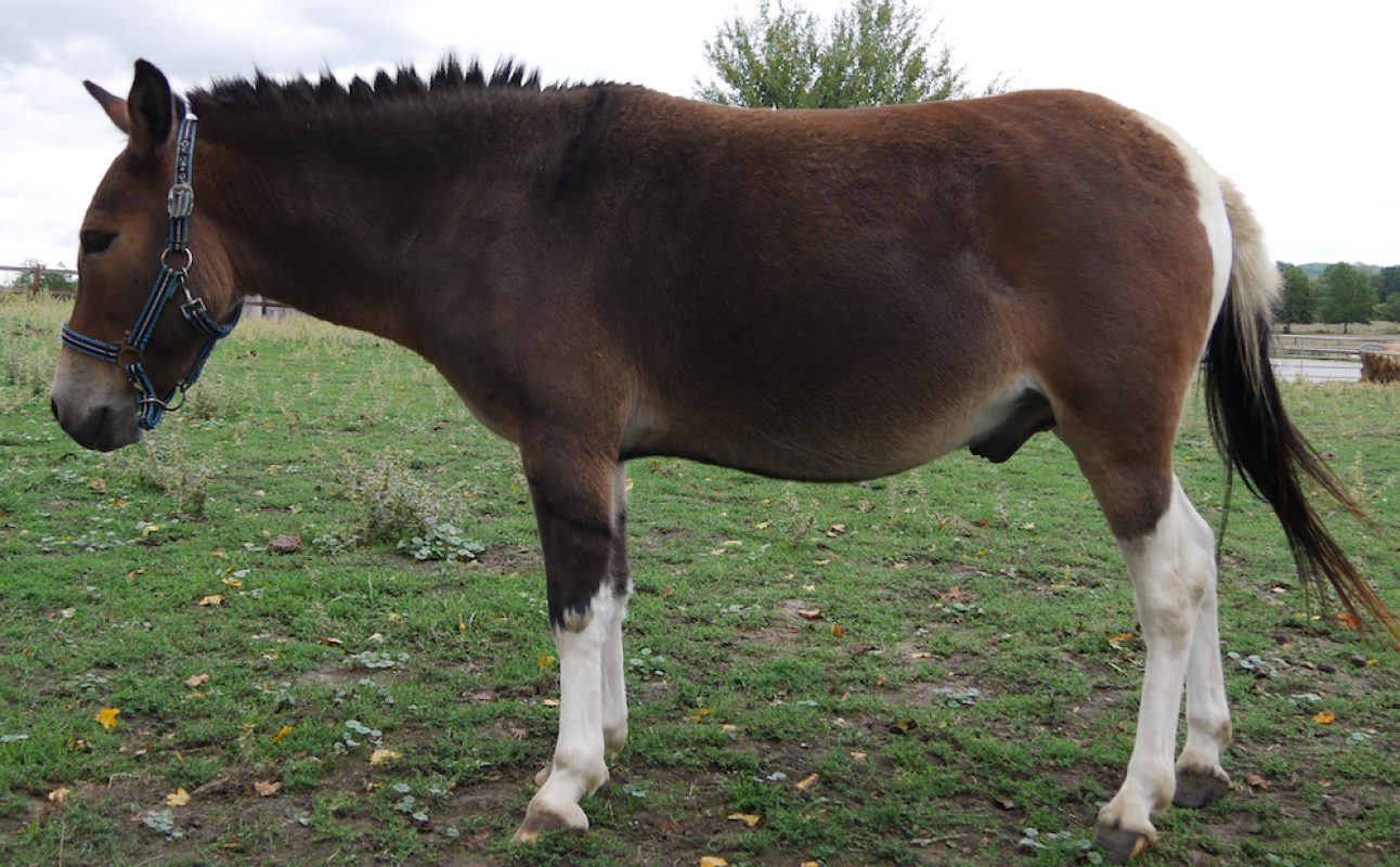 Lutin - Equidé Mule / Mulet à adopter